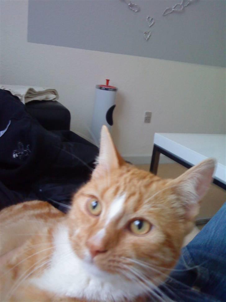 Blanding af racer bølle-mis billede 14