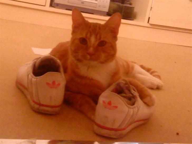 Blanding af racer bølle-mis billede 15