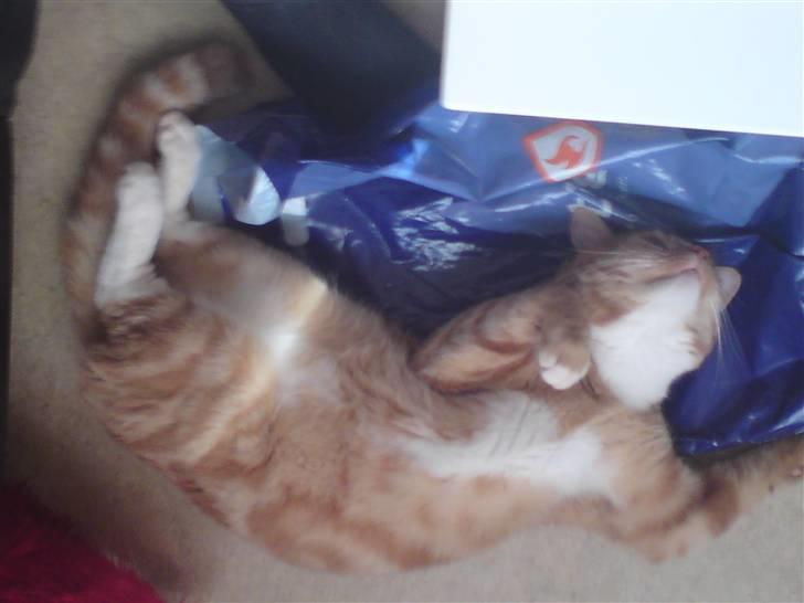 Blanding af racer bølle-mis billede 16