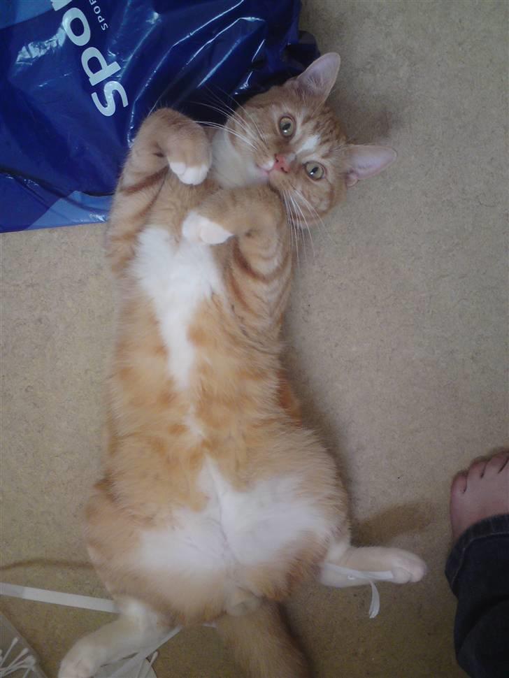 Blanding af racer bølle-mis billede 17