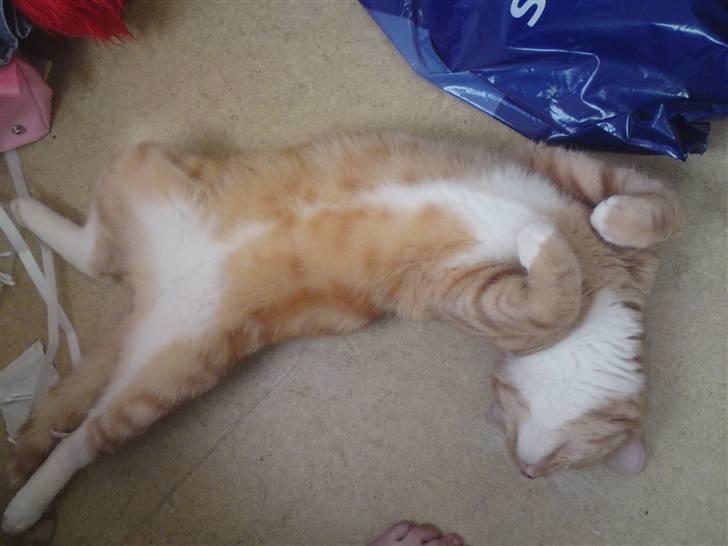 Blanding af racer bølle-mis billede 18