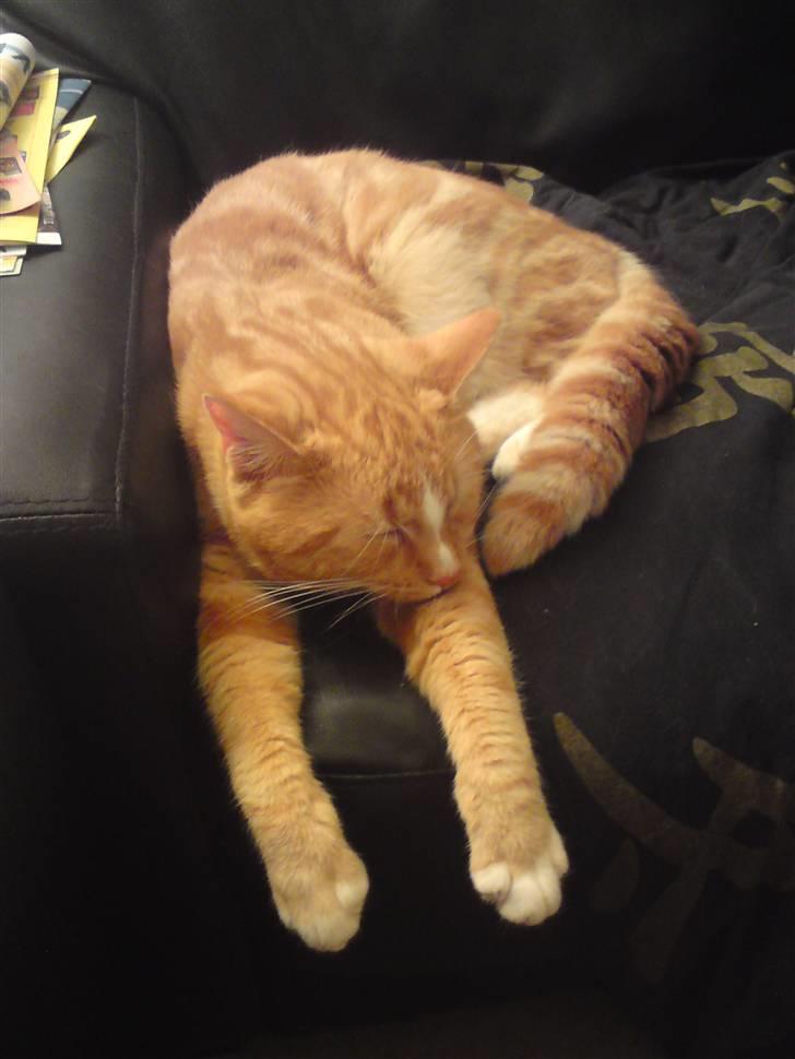 Blanding af racer bølle-mis billede 19