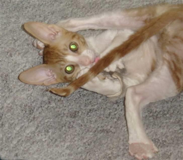 Cornish Rex lillemand/Nico Solgt - Min dejlige lillemand billede 7