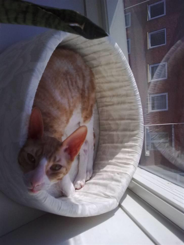 Cornish Rex lillemand/Nico Solgt - her er han igen billede 8