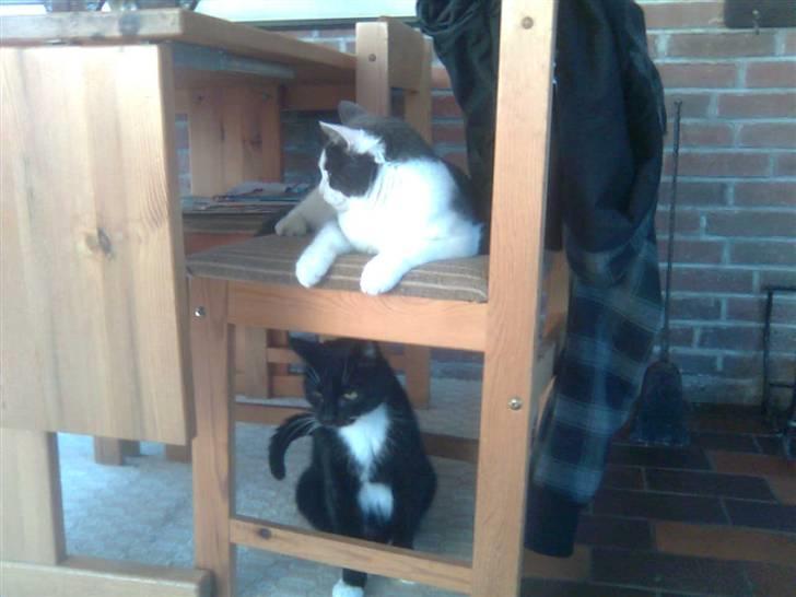 Huskat Plet - Mig som sidder nederst.. Og min dumme irriterende "lillebror" som sidder øverst og driller mig! billede 12