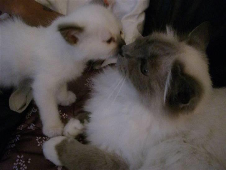 Hellig Birma Mic´s Chevy billede 2