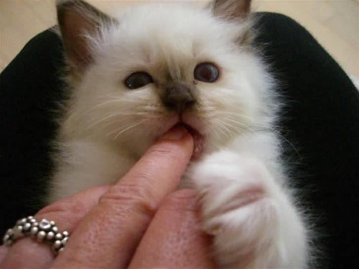 Hellig Birma Mic´s Chevy billede 3