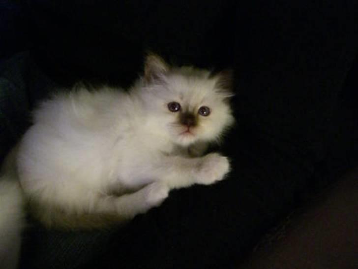 Hellig Birma Mic´s Chevy billede 4