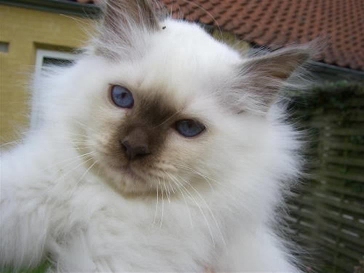 Hellig Birma Mic´s Chevy billede 5