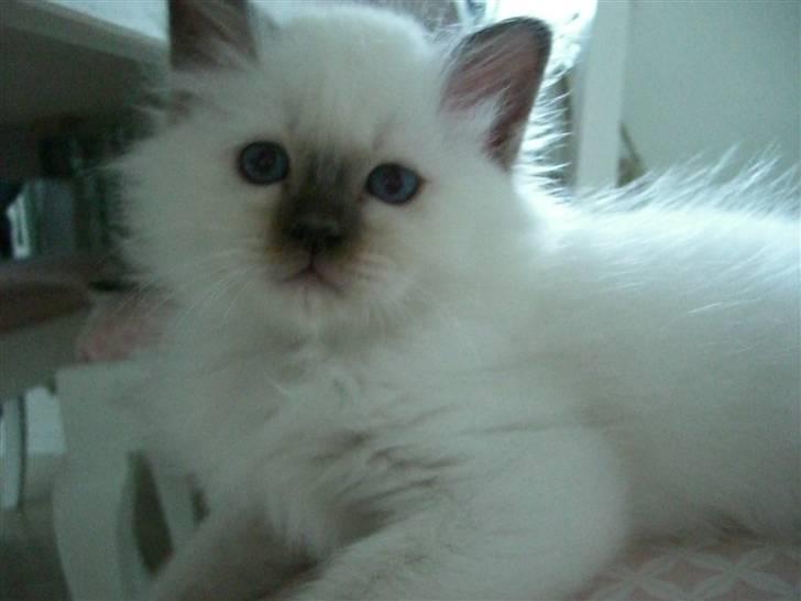 Hellig Birma Mic´s Chevy billede 6