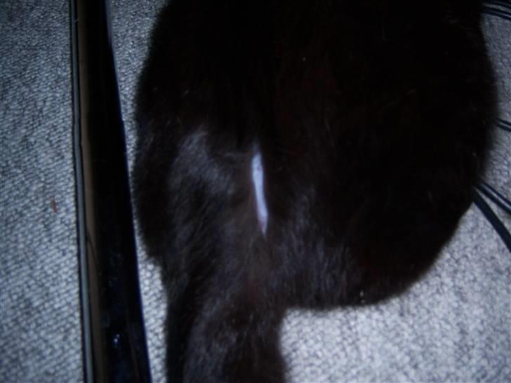 Blanding af racer Baghera   *RIP* billede 10