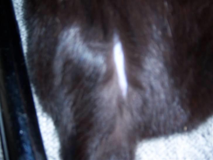 Blanding af racer Baghera   *RIP* billede 11