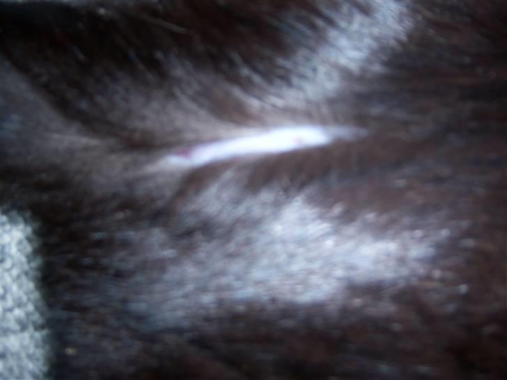 Blanding af racer Baghera   *RIP* billede 12