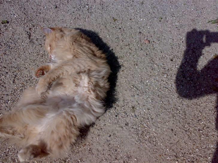 Maine Coon Debussy billede 1