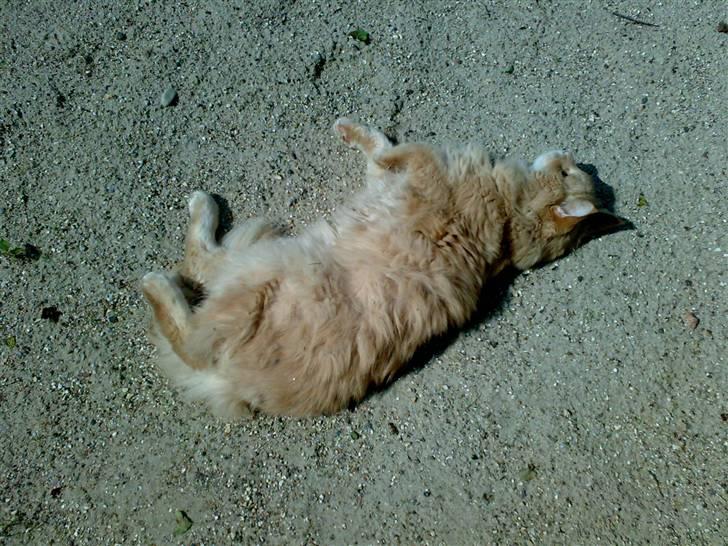 Maine Coon Debussy billede 3