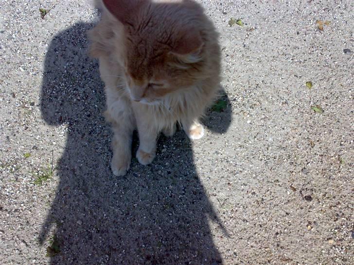 Maine Coon Debussy billede 4