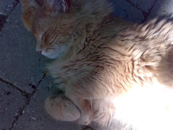 Maine Coon Debussy billede 5