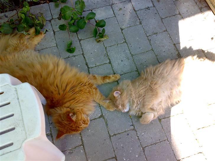 Maine Coon Debussy billede 6