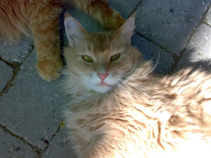 Maine Coon Debussy billede 7