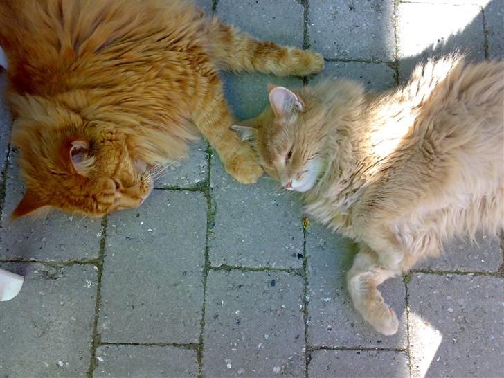 Maine Coon Debussy billede 8