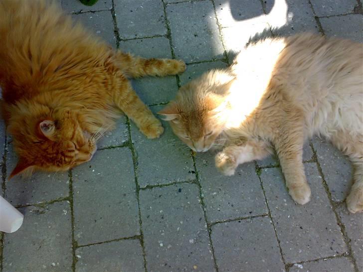 Maine Coon Debussy billede 9