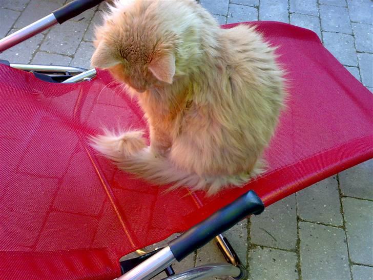 Maine Coon Debussy billede 10