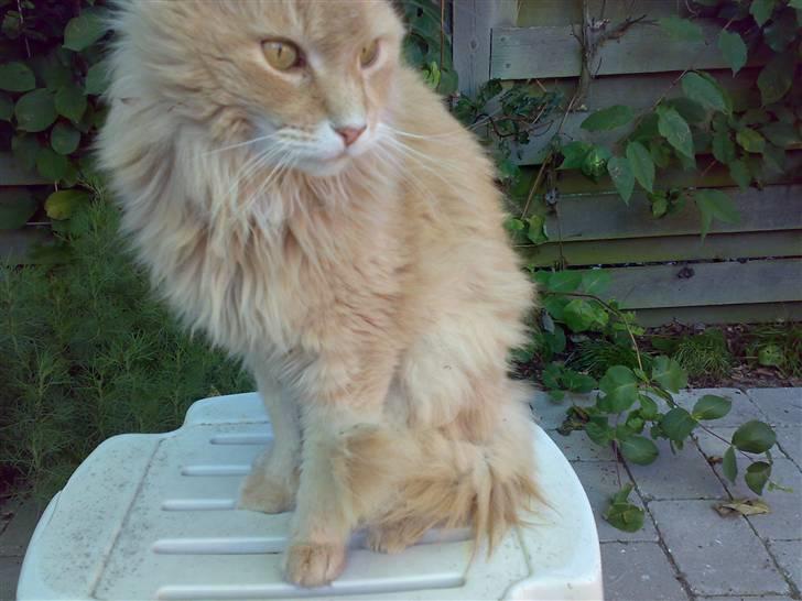 Maine Coon Debussy billede 11