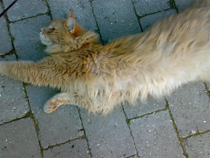 Maine Coon Debussy billede 12