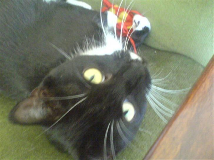 Huskat Fleur - Hej billede 11