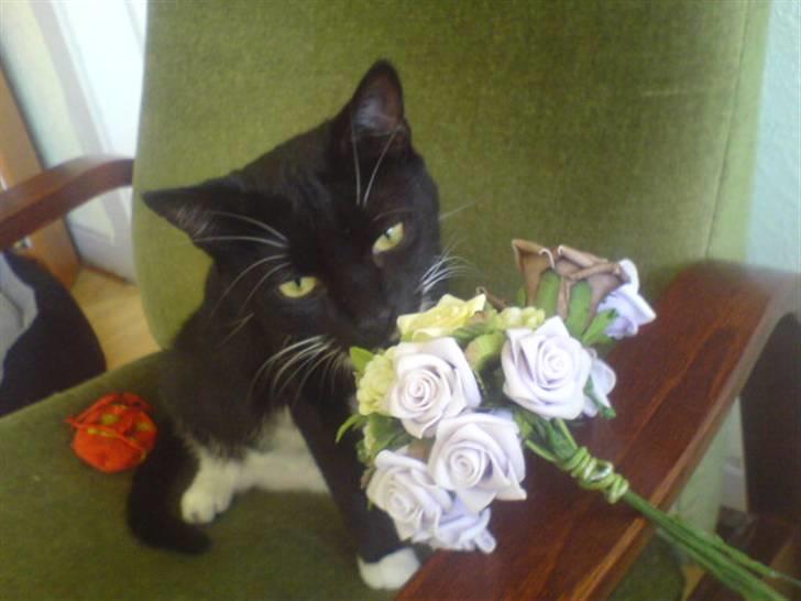 Huskat Fleur - Blomster til Fleur billede 12