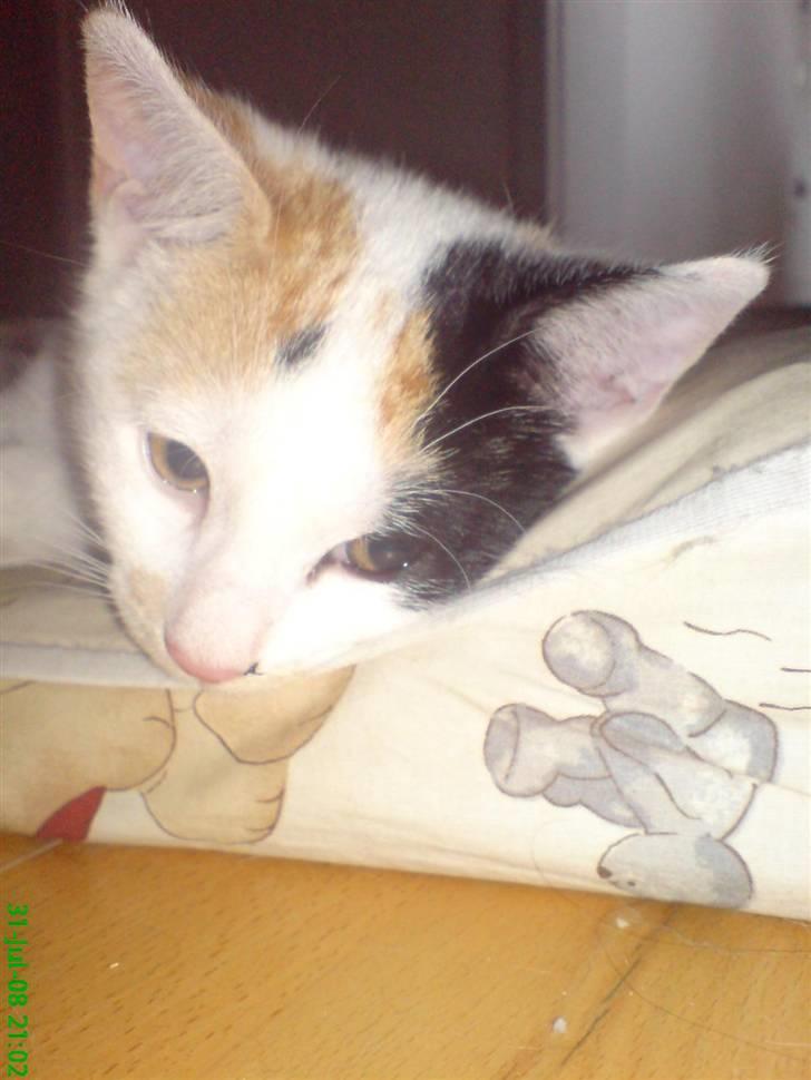 Huskat Luba billede 18