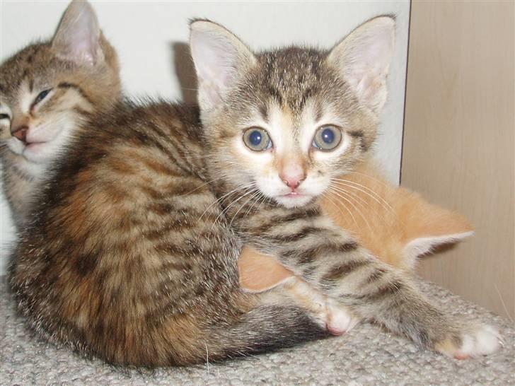 Huskat Adina - Knap 6 uger :) billede 2