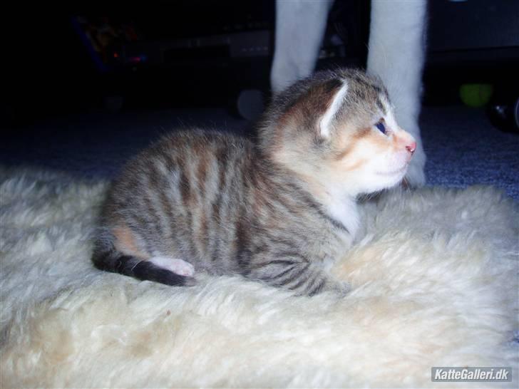 Huskat Adina - Smukke pigen :) billede 3