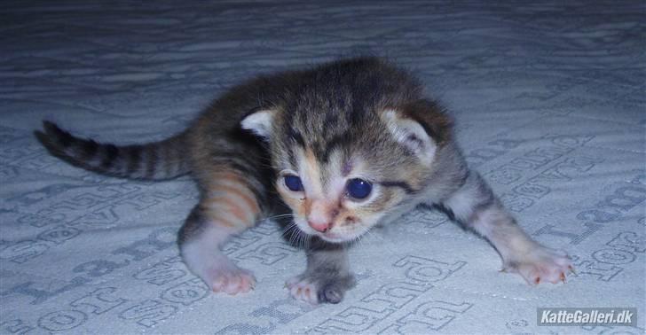 Huskat Adina - 2½ uge :) billede 4