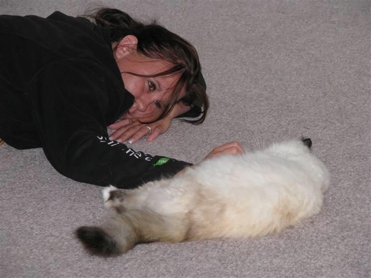 Hellig Birma DK Kiru`s Lady Jessica - Ren råhygge med tante Sussi. billede 14