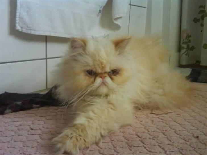 Colorpoint Kjeld  SOLGT R.I.P - Velkommen (; billede 1