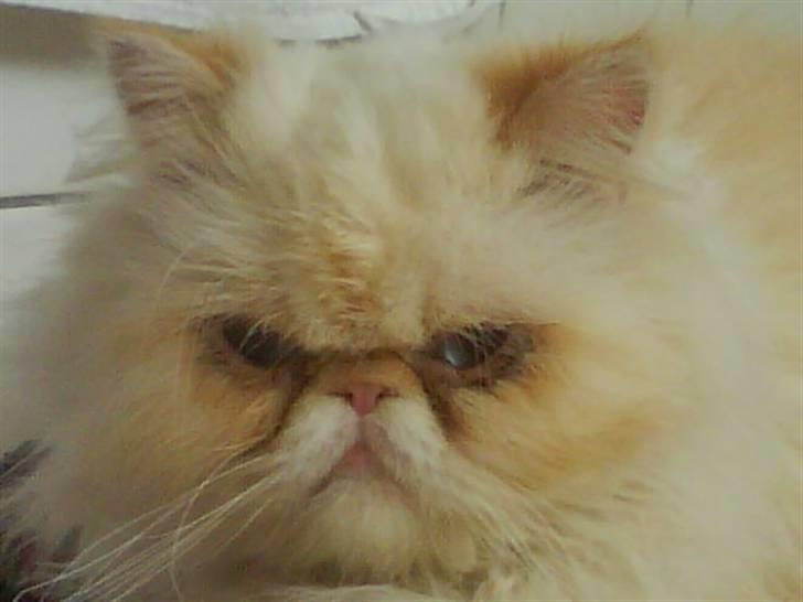 Colorpoint Kjeld  SOLGT R.I.P - Uha, sorry han har betændelse i øjene det er under behandling billede 2