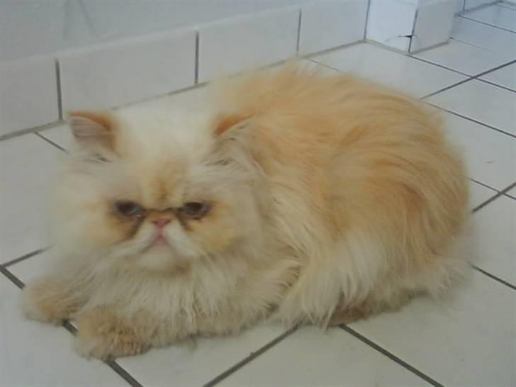 Colorpoint Kjeld  SOLGT R.I.P - hm´ billede 3