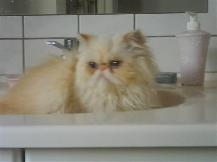 Colorpoint Kjeld  SOLGT R.I.P - her kan man altså os være ? billede 4