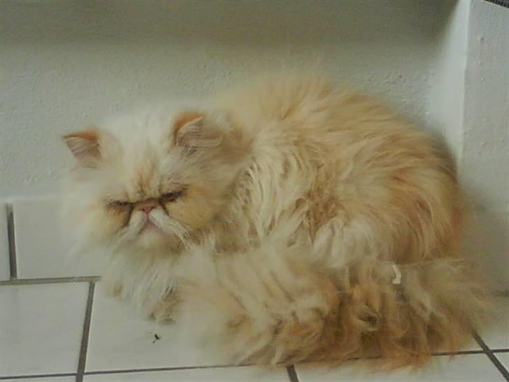 Colorpoint Kjeld  SOLGT R.I.P - krølle krølle sammen ,  billede 5