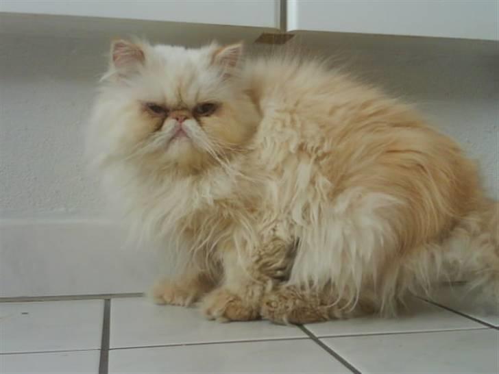 Colorpoint Kjeld  SOLGT R.I.P - uha billede 6