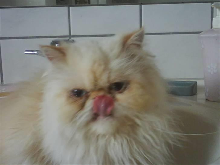 Colorpoint Kjeld  SOLGT R.I.P - håndvaskens , rækker lige tungen ud billede 7