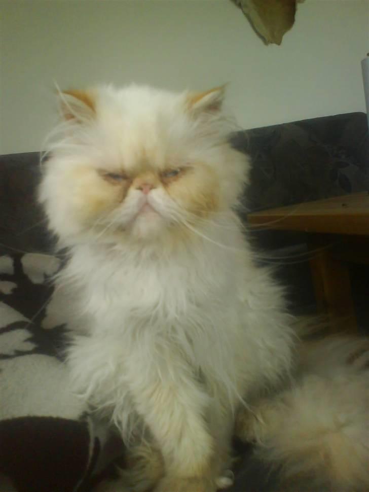 Colorpoint Kjeld  SOLGT R.I.P - tidligere. ejer q: billede 8