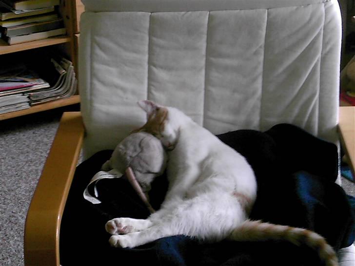 Huskat Pjevs ( pjevsi ) - trætte pjevs billede 12