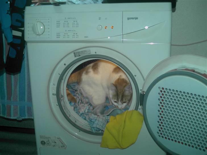 Huskat Pjevs ( pjevsi ) - jeg hjælper lige med vasketøjet billede 13