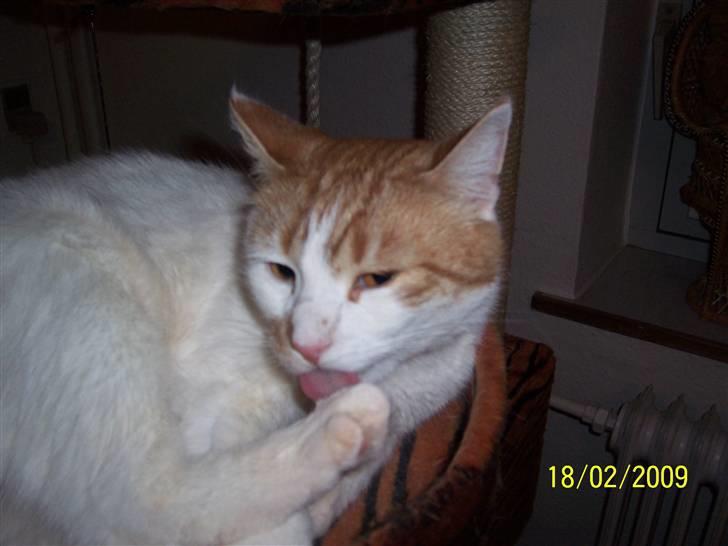 Huskat Pjevs ( pjevsi ) - pjevs bliver ren og fin billede 14