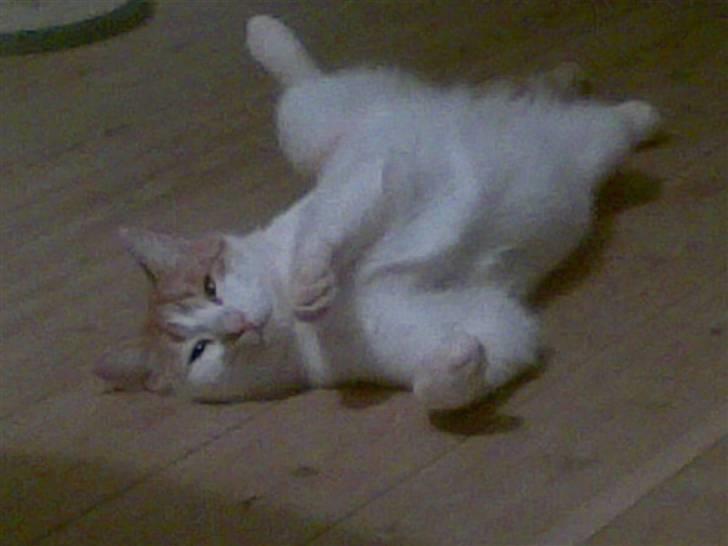 Huskat Pjevs ( pjevsi ) - er jeg ikke dejlig billede 15