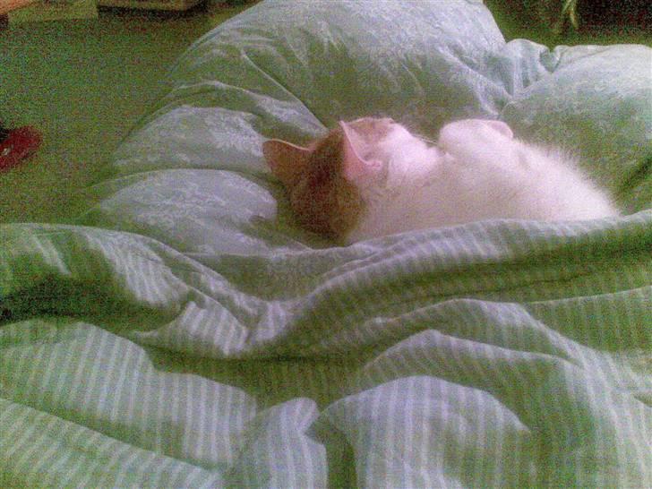 Huskat Pjevs ( pjevsi ) - hvem siger en kat sover uden dyne billede 16