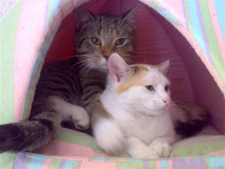 Blanding af racer Simba billede 11