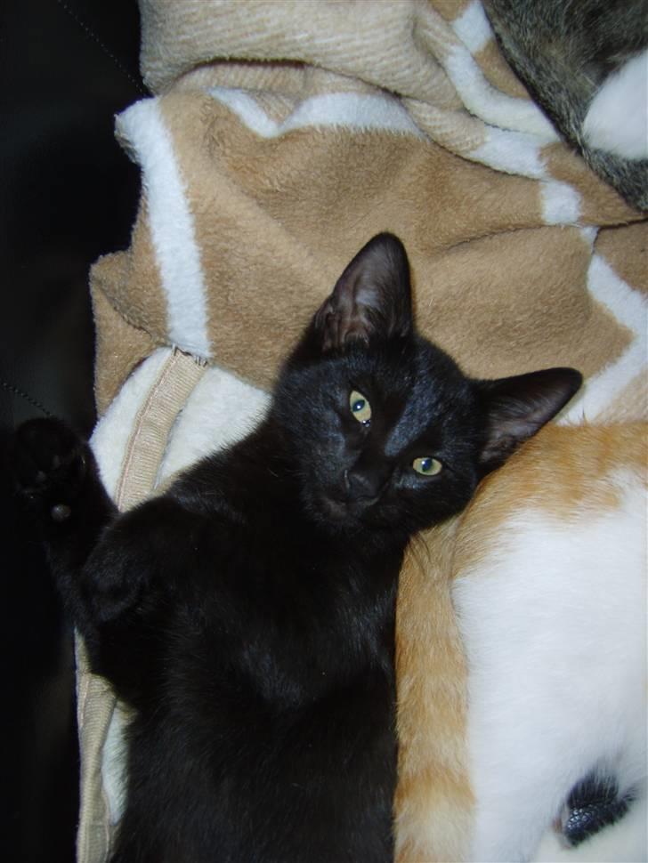 Huskat Bjarne - Hygger i sofaen ;) billede 8